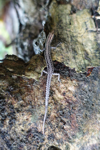 Cryptoblepharus novaeguineae