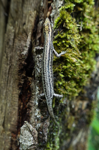 New Guinea Snake-eyed Skink, Cryptoblepharus novaeguineae