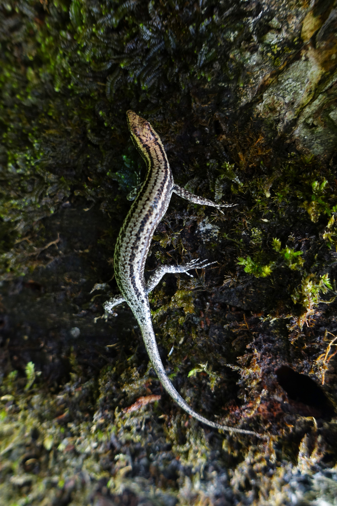 New Guinea Snake-Eyed Skink