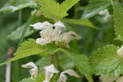 Lamium album