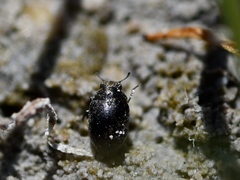 Limnichidae