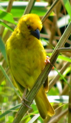 Ploceus subaureus subaureus