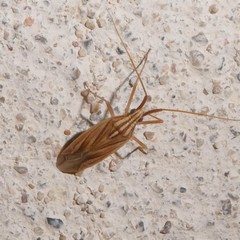 Miridius quadrivirgatus