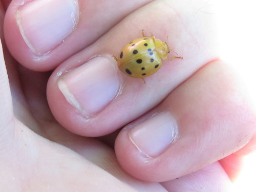 Southern Squash Lady Beetle