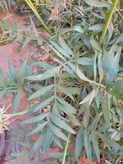 Lomatium latilobum
