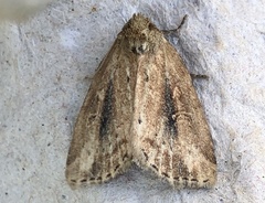 Photedes panatela