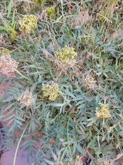 Lomatium latilobum