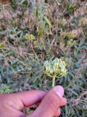 Lomatium latilobum