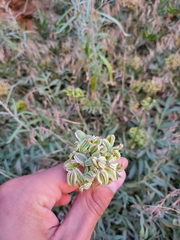 Lomatium latilobum