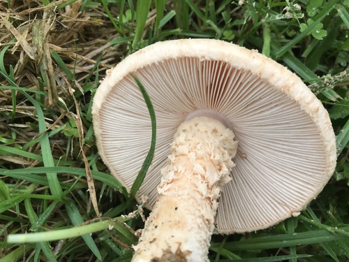 Saproamanita nauseosa image