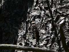 Gomphaeschna furcillata