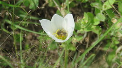 Anthophila