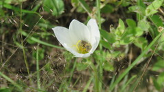 Anthophila