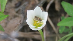 Anthophila
