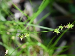 Stellulatae