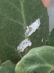 Pulvinaria floccifera