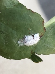 Pulvinaria floccifera