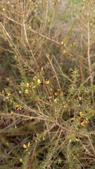 Aspalathus spinosa flavispina