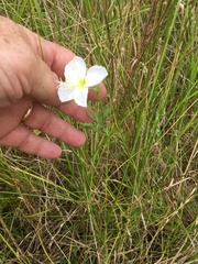 Sabatia campestris