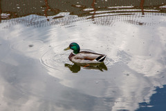 Anas platyrhynchos