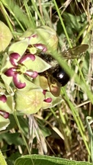 Xylocopa tabaniformis androleuca