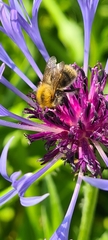 Bombus pascuorum