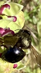 Xylocopa tabaniformis androleuca