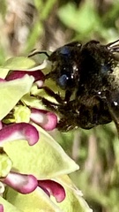 Xylocopa tabaniformis androleuca