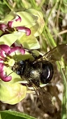 Xylocopa tabaniformis androleuca