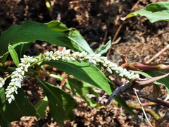 Persicaria senegalensis