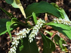 Persicaria senegalensis