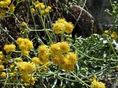 Jacobaea maritima sicula