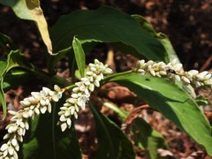 Persicaria senegalensis
