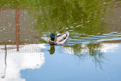 Anas platyrhynchos