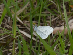 Leptidea juvernica