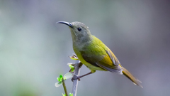 Aethopyga nipalensis