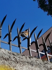 Turdus rufopalliatus