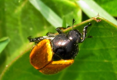 Popillia bipunctata