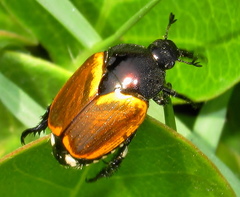 Popillia bipunctata