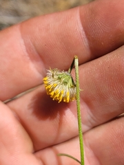 Erigeron bloomeri