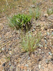 Danthonia unispicata