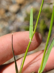 Danthonia unispicata