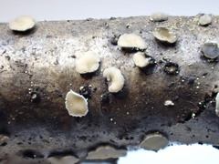 Mollisia velenovskyi