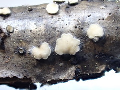 Mollisia velenovskyi