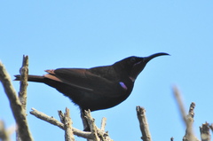 Chalcomitra amethystina amethystina