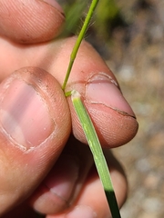 Danthonia unispicata