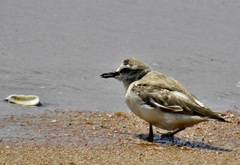 Charadrius marginatus mechowi
