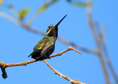 Heliomaster squamosus
