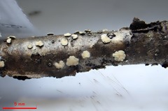 Mollisia velenovskyi