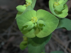 Euphorbia ouachitana